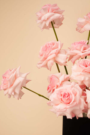 Blush & Scarlet Rose Box